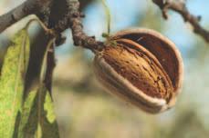 U.S. Select Sheller Run: Mid-quality grade; good choice for applications where the almonds with minimal sorting/processing can be incorporated with other ingredients; for