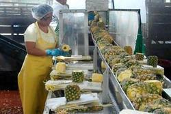 PINEAPPLE PROCESSING PLANT