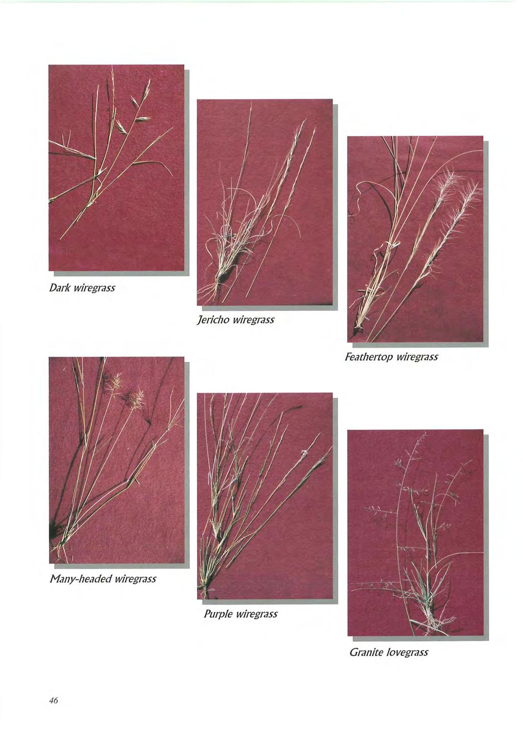 Jericho wiregrass Feathertop