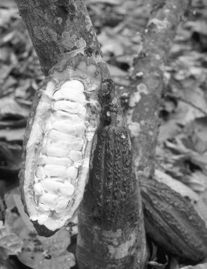 This is what the inside of a cacao tree pod looks like. The pulp-covered beans are put into piles or boxes and covered.