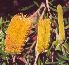 many tiny together, but they are different sizes, shapes and colours. Fruit: All Banksias have cones with woody capsules for the seeds.