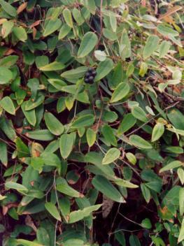 Year 4 Native Sarsaparilla, Smilax glyciphylla Year 2 Native Violet, Viola hederacea Smilax vine berries leaves Flowers: tiny, cream, cup-shaped,