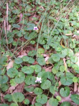 Native Violet plant flower Flowers: small, white and purple for most of the year Fruit: small, soft, oval, green capsule There are 450 different