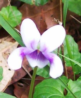 Native Violets grow in damp, shady spots but can also survive in dry times. They are groundcovers which form a mat covering the soil.