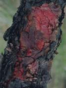 Under its black, flaky bark, the stem is bright orange. The thick bark helps it to survive fire.