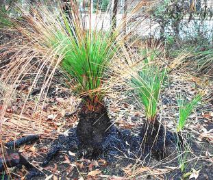 Some Grass Trees, like this species, have their woody trunk mostly below ground. Others have their trunk above ground.