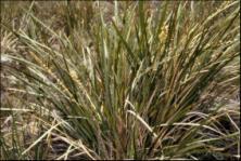 To do: With your teacher, cut some older leaves from the outside of a few different Lomandra plants.