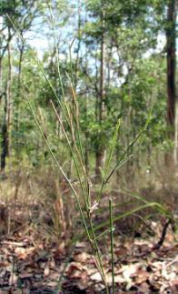 Microlaena is the most common native grass in our school bushland.