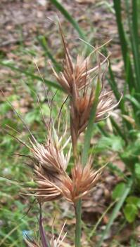 23 Kangaroo Grass seeds Flowers: Grasses have many, very small. Kangaroo grass in summer.