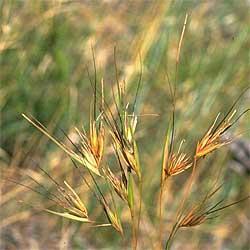 Kangaroo Grass is found all over Australia. Seedeating birds such as parrots and cockatoos eat grass seeds. Kangaroos and wallabies eat the grass.