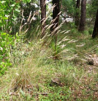 Year 5 Native Grasses While the introduced grasses used for lawns need regular watering, native grasses have evolved to survive in Australia s extreme