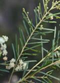 Silvertop Wallaby Grass seeds seed When Silvertop Wallaby Grass isn t flowering, you wouldn t particularly notice it.