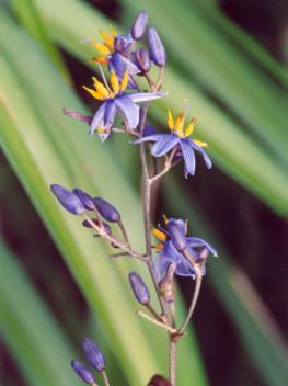 shiny, black seeds in early summer Aboriginal use: The berries of most types of Dianella are edible, including those