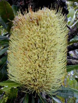 How are they different from the leaves of many other native plants you know, such as Eucalypts, Casuarinas, Banksias, Hakeas, Geebungs