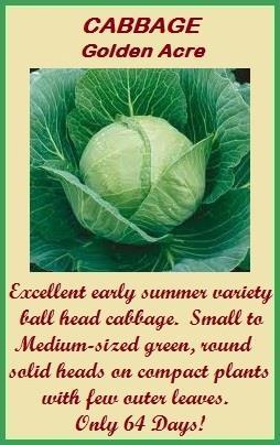 Quantity: 100 Seeds Soil Temperature: 40 85 F Seed Planting Depth: ¼ Plant Spacing: 10 to 18 Row Spacing: 24 to 30 Indoor Sowing: 4-6 weeks before last frost date Direct Sowing: Not recommended
