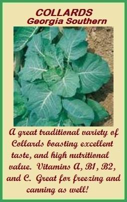 Super Hardy Ideal Hardiness Zone: USDA Zones 3-11 Days to Maturity: 75-85 days Companion Plants: Basil, beans, chamomile, dill, garlic, mint, nasturtiums, onions, potatoes, rosemary, sage,