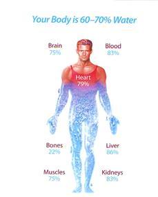 Why are water and hydration important?