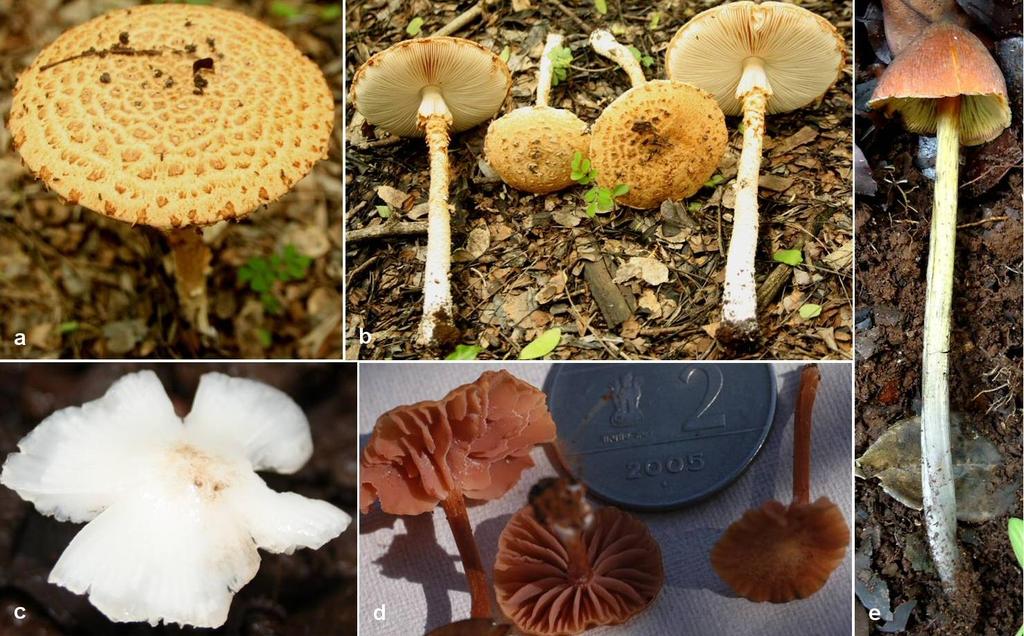 Fig. 2 a, b Amanita flavofloccosa, basidiomes under natural conditions in e University campus. a, surface view. b, Gill view. c, Hygrocybe alwisii basidiome under natural conditions in Mulshi.
