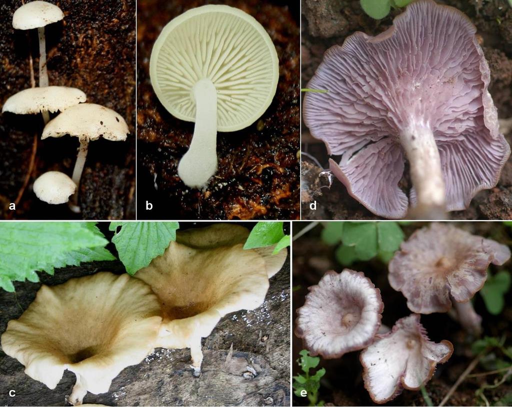 Fig. 3 a, b Lactocollybia epia, basidiomes under natural conditions in e University campus. a, surface view. b, gill view. c, Lentinus sajor-caju basidiomes under natural conditions in Mulshi.
