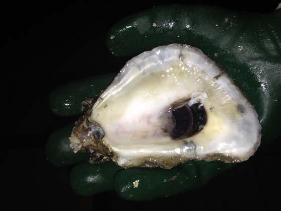 to bring in shells from other states to restore our waters Oysters provide numerous ecological benefits including increased