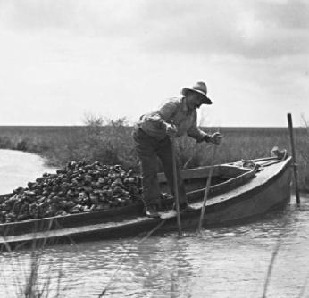 The History of Harvesting Oysters Page 6 of 16 Exhibits will feature a mix of historical implements, including early period (19001960s) wooden boats, oyster tongs, oyster and clam