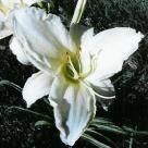 Grows to 24 Daylily Hyperion Lemon yellow blossoms with a tiny green throat. Trumpet flower form.