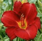Cultivated for over 80 years. Daylily Ice Carnival Large, fragrant, reblooming daylily that shimmers in the sun.