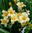 Daylily Spellbinder A real Show-Stopper. One of the longest blooming daylilies!
