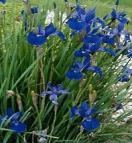 Introduced from Eurasia. Produces beautiful sky-blue flowers in early summer.