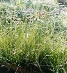 Interesting accent plant. Can be used to line walkways and edge gardens. Grows 1-3 ft. Grama, Sideoats Pierre Native.