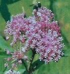 Milkweed, Butterfly Native. A hassle free, drought tolerant perennial, with three months of tangerine orange blooms. Attracts scores of butterflies.