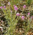 NRCS release from Lyman County, SD. Fine-leafed legume with purple flowers at the ends of terminal spikes. Used by native pollinators and butterflies.