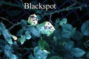 FLOWERS Blackspot of Roses A common disease of roses is blackspot, a fungus disease that can cause defoliation of susceptible plants.