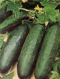 CUCUMBER Marketmore 76: (56 days) (slicing cucumber) Long,