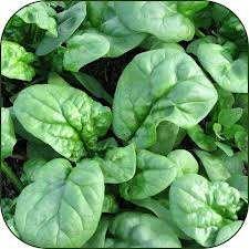 SPINACH Bloomsdale Longstanding: 45 days.