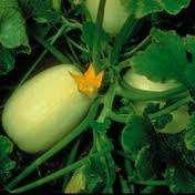 Less attractive to squash bugs than some other winter squash. AAS Spaghetti Squash: (winter squash) 88 days.