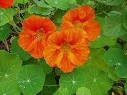 Nasturtium: A colorful, edible flower.