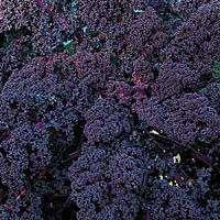It s flavor is best and sweetest after a frost. Redor Kale: 55 days.