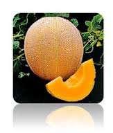 CANTALOUPE (muskmelon) Delicious 51: 81 days. Early large fruits, 4-5 lbs.