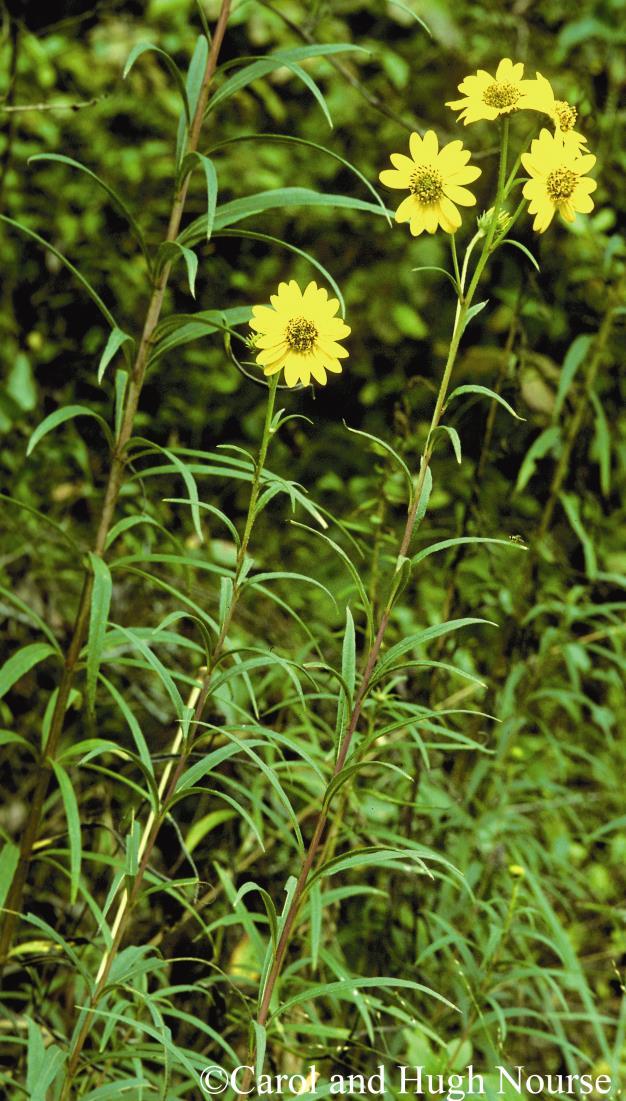 Common Name: WHORLED SUNFLOWER Scientific Name: Helianthus verticillatus Small Other Commonly Used Names: Previously Used Scientific Names: Helianthus X