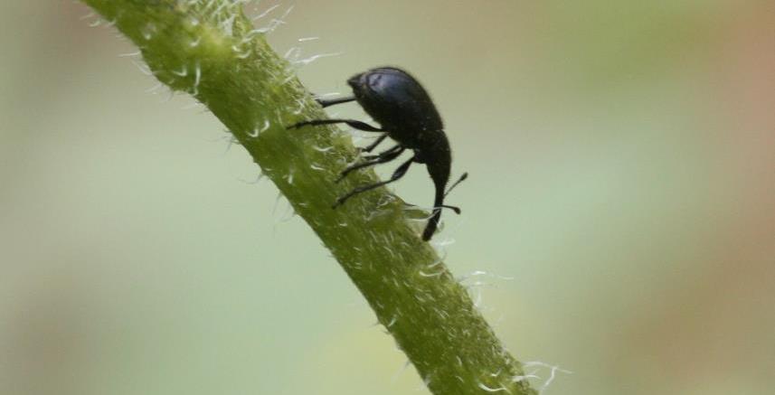 Sunflower headclipping weevil Photo: