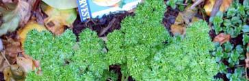Parsley grows well in deep pots, which helps accommodate the long taproot. Parsley grown indoors requires at least five hours of sunlight a day.