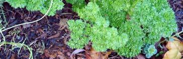 While parsley is biennial, not blooming until its second year, even in its first year it is reputed to help cover up the strong scent of the tomato plant, reducing pest attraction.