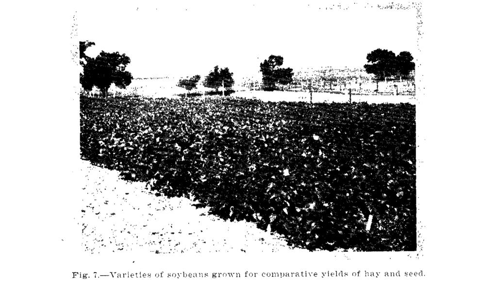 20 KANSAS BULLETIN 282 grown together equal to the yield of corn grown alone. The yield was materially reduced when only 10 percent of the total crop consisted of soybeans.