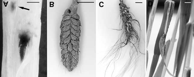 Hu et al. 1113 Fig. 5. Barley spike tissue infected with Ustilago hordei.