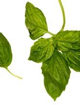 HERBS BASIL - A deliciously aromatic herb that grows to about 70cm. - The stem is soft and succulent and the leaves bright green.