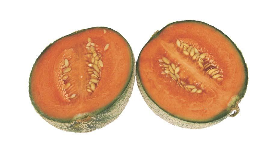 The fruit grown commercially in the United States marketed as cantaloupe (Cucumis melo cantaloupensis ) is actually muskmelon (Cucumis melo reticulatus ), though both fruits are members of the same