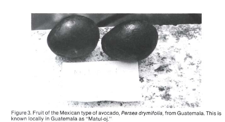 It is not a true Persea, but its fruit resembles a wild avocado.
