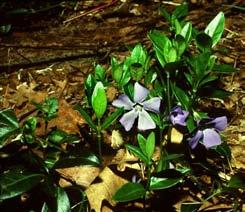 Gentianopsis crinita - fringed gentian Apocynaceae - dogbane