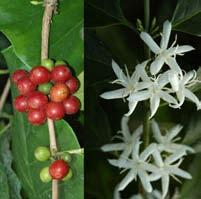 Galium - Bedstraw Coffea arabica - coffee Opposite or